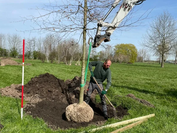 spijkerenprins aanplanten